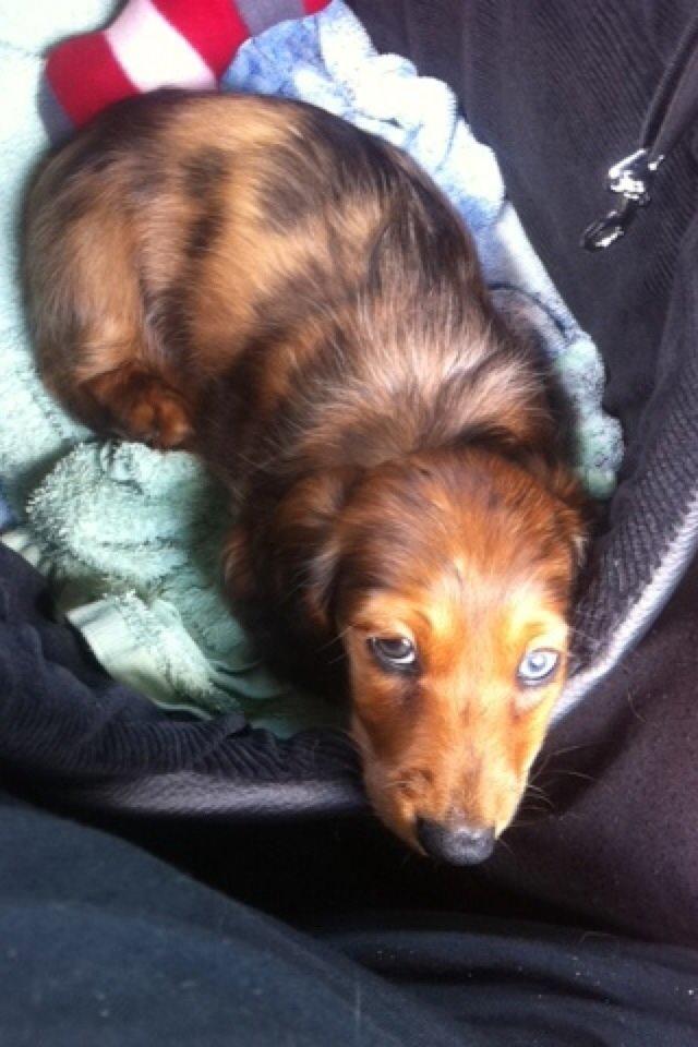 Gravhund Cosmo <3 billede 2