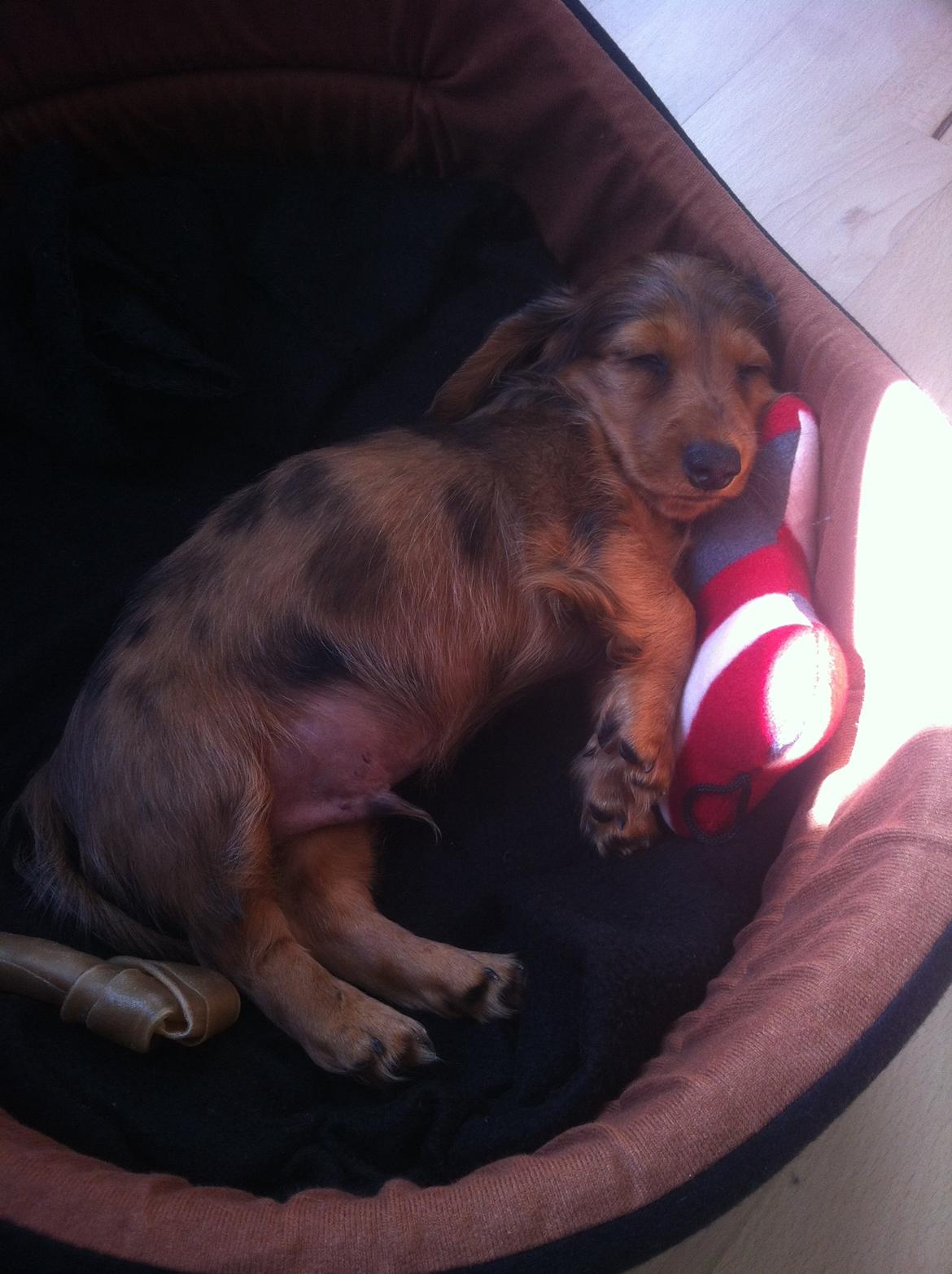 Gravhund Cosmo <3 billede 5