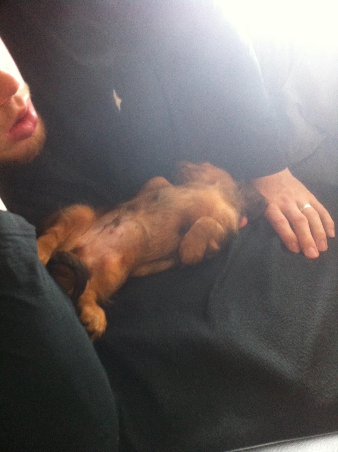 Gravhund Cosmo <3 billede 6