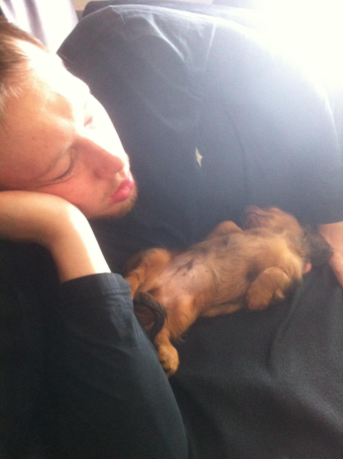 Gravhund Cosmo <3 billede 7