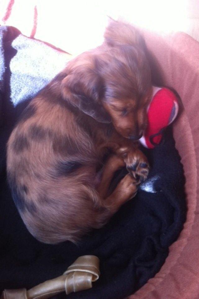 Gravhund Cosmo <3 billede 4