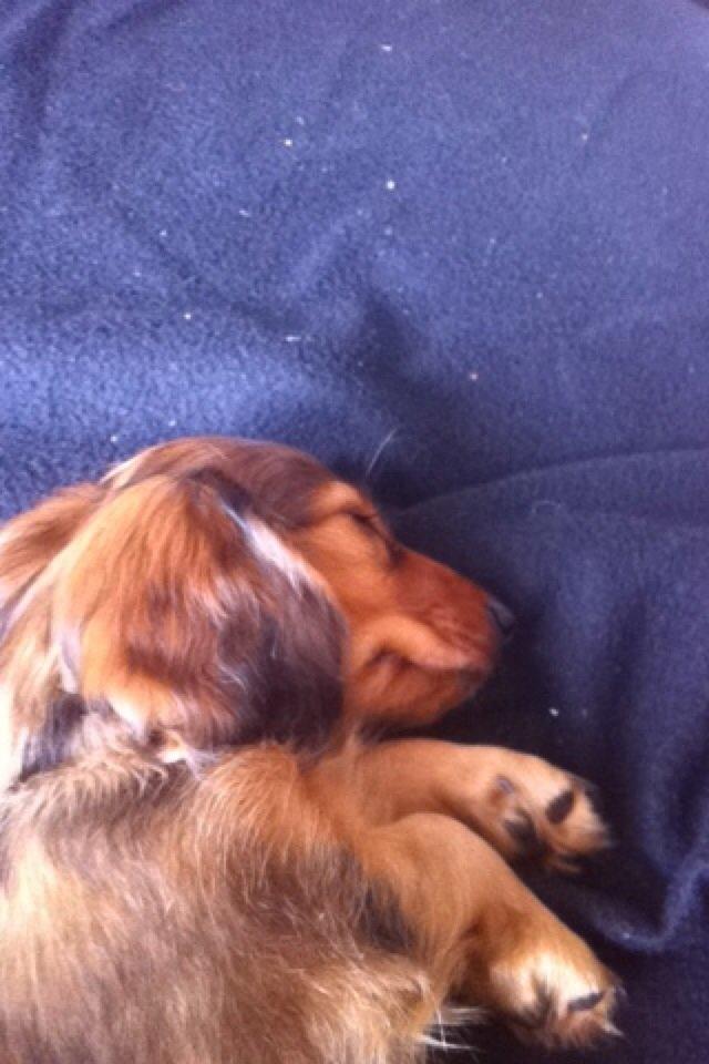 Gravhund Cosmo <3 billede 8