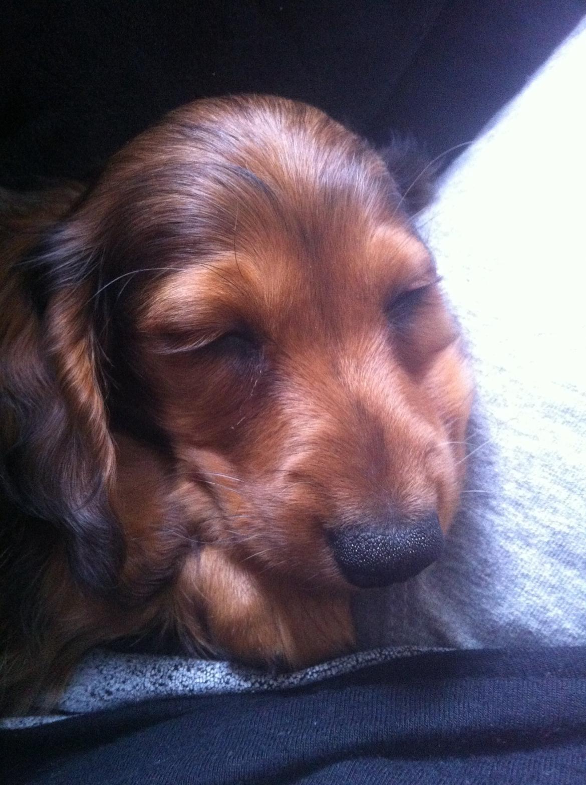 Gravhund Cosmo <3 billede 9