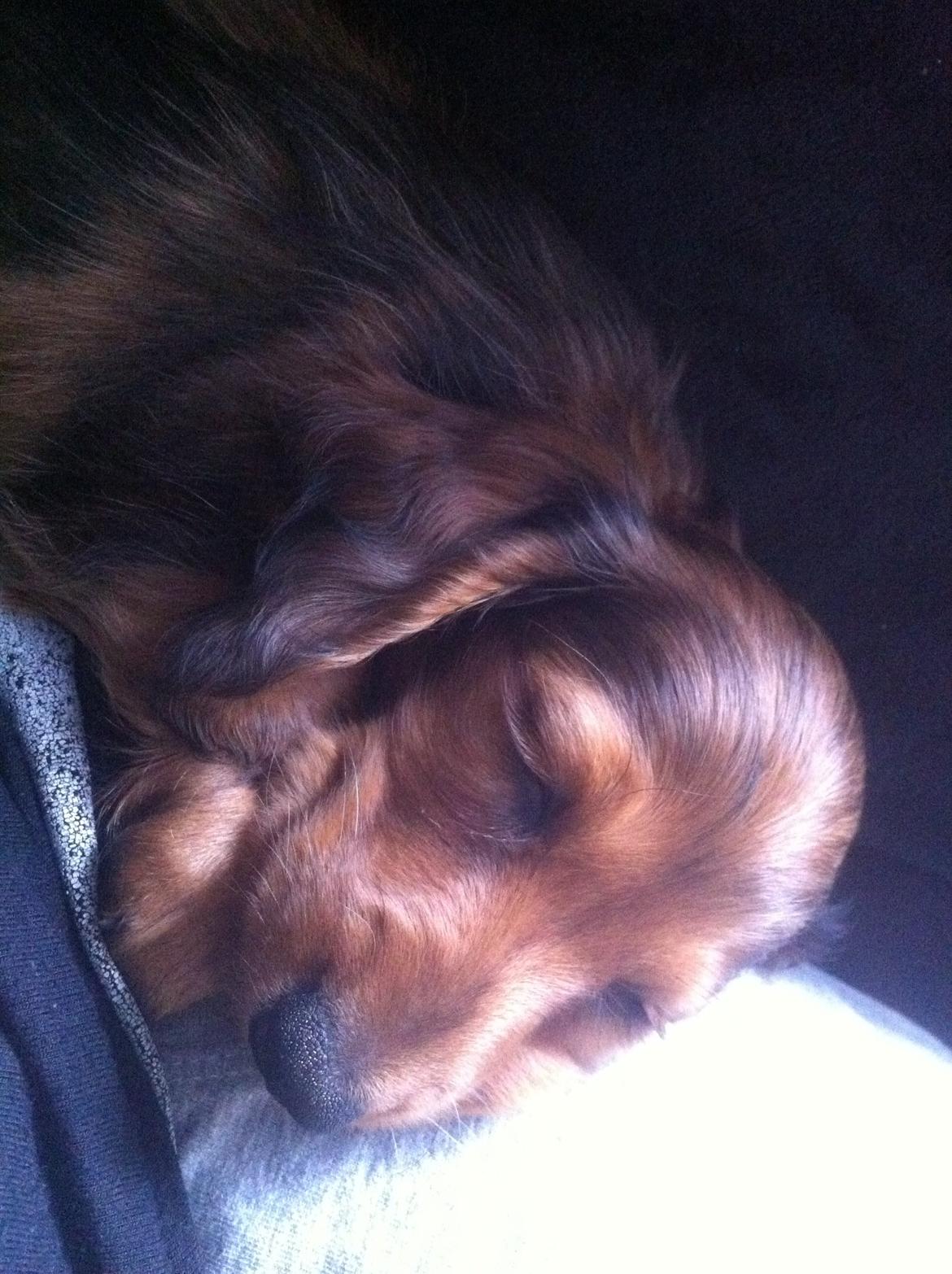 Gravhund Cosmo <3 billede 10