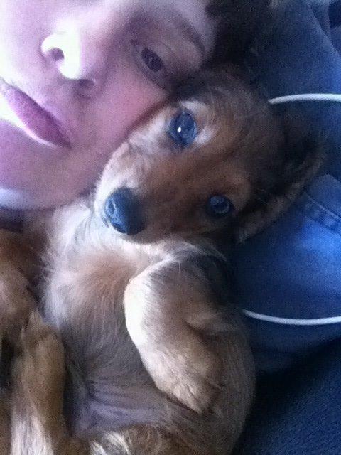 Gravhund Cosmo <3 billede 12