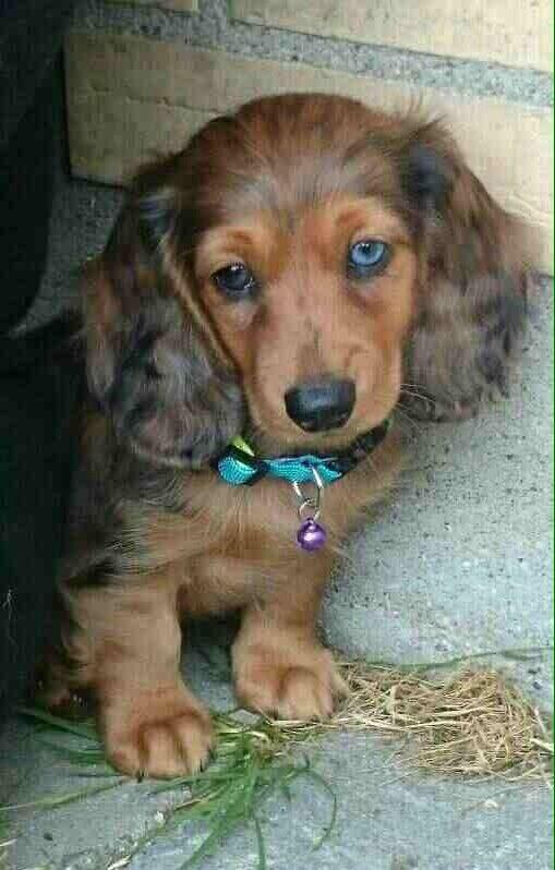 Gravhund Cosmo <3 billede 13