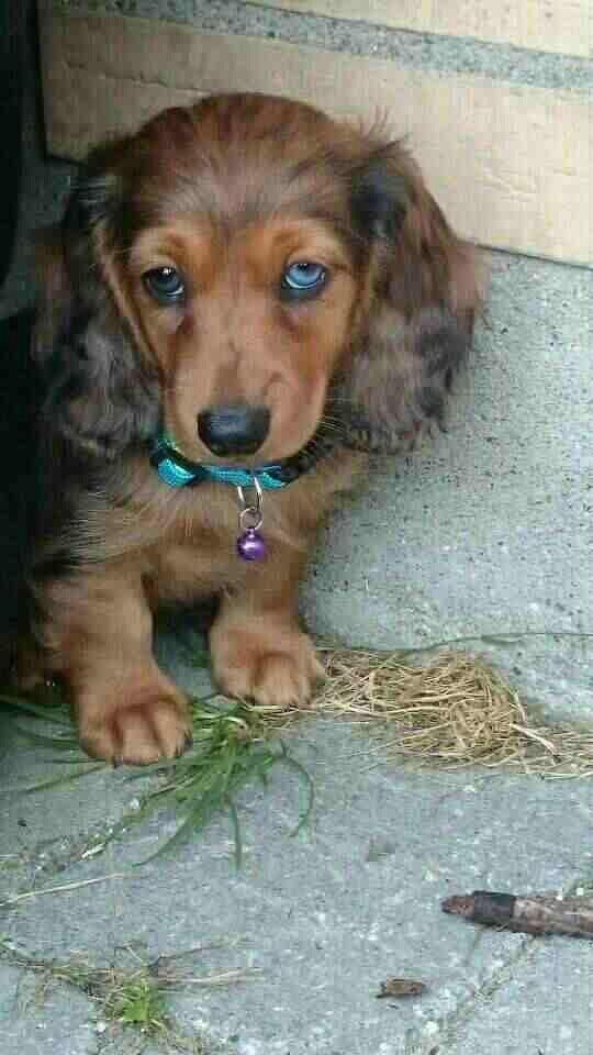 Gravhund Cosmo <3 billede 14