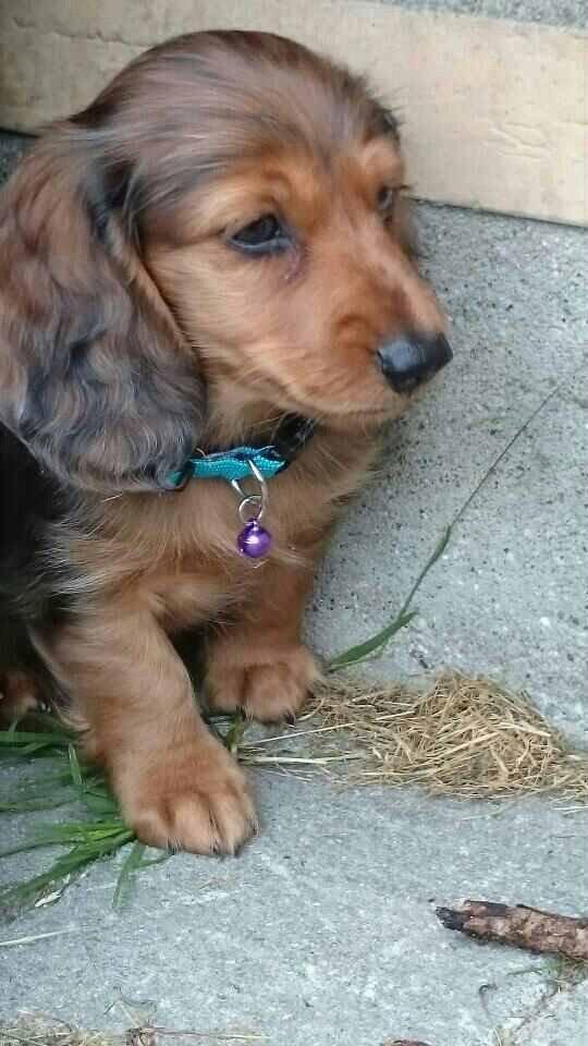 Gravhund Cosmo <3 billede 15