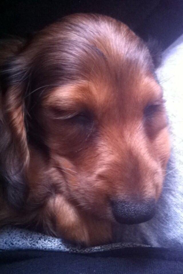 Gravhund Cosmo <3 billede 11