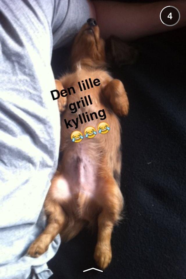 Gravhund Cosmo <3 billede 16