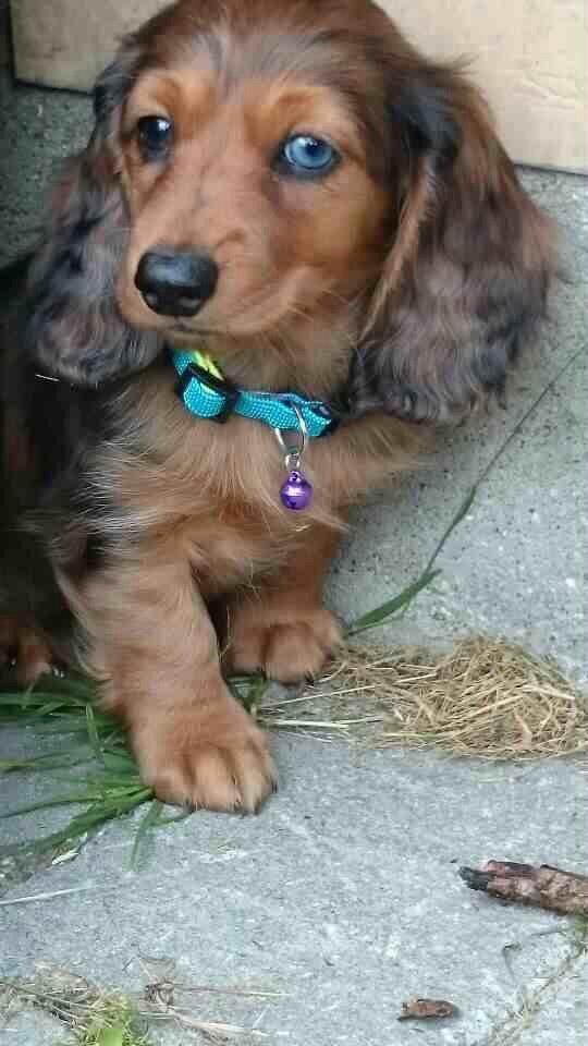 Gravhund Cosmo <3 billede 1