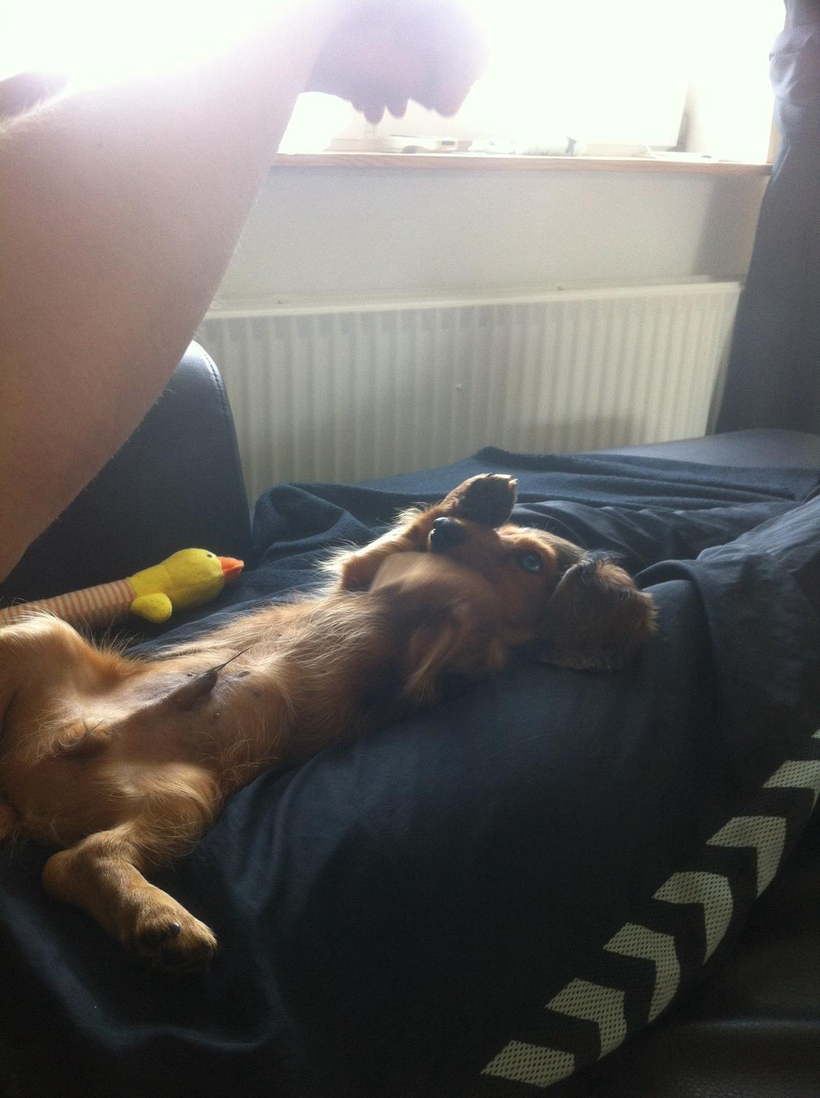 Gravhund Cosmo <3 billede 19