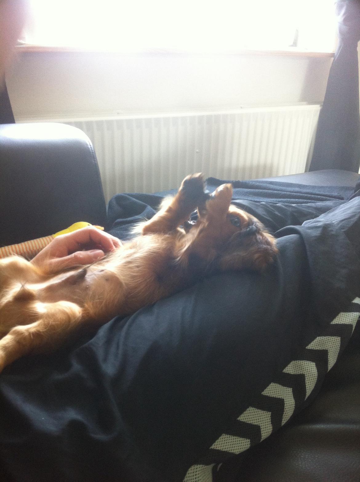 Gravhund Cosmo <3 billede 18