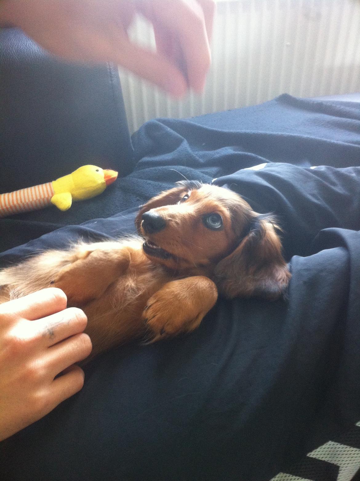 Gravhund Cosmo <3 billede 20