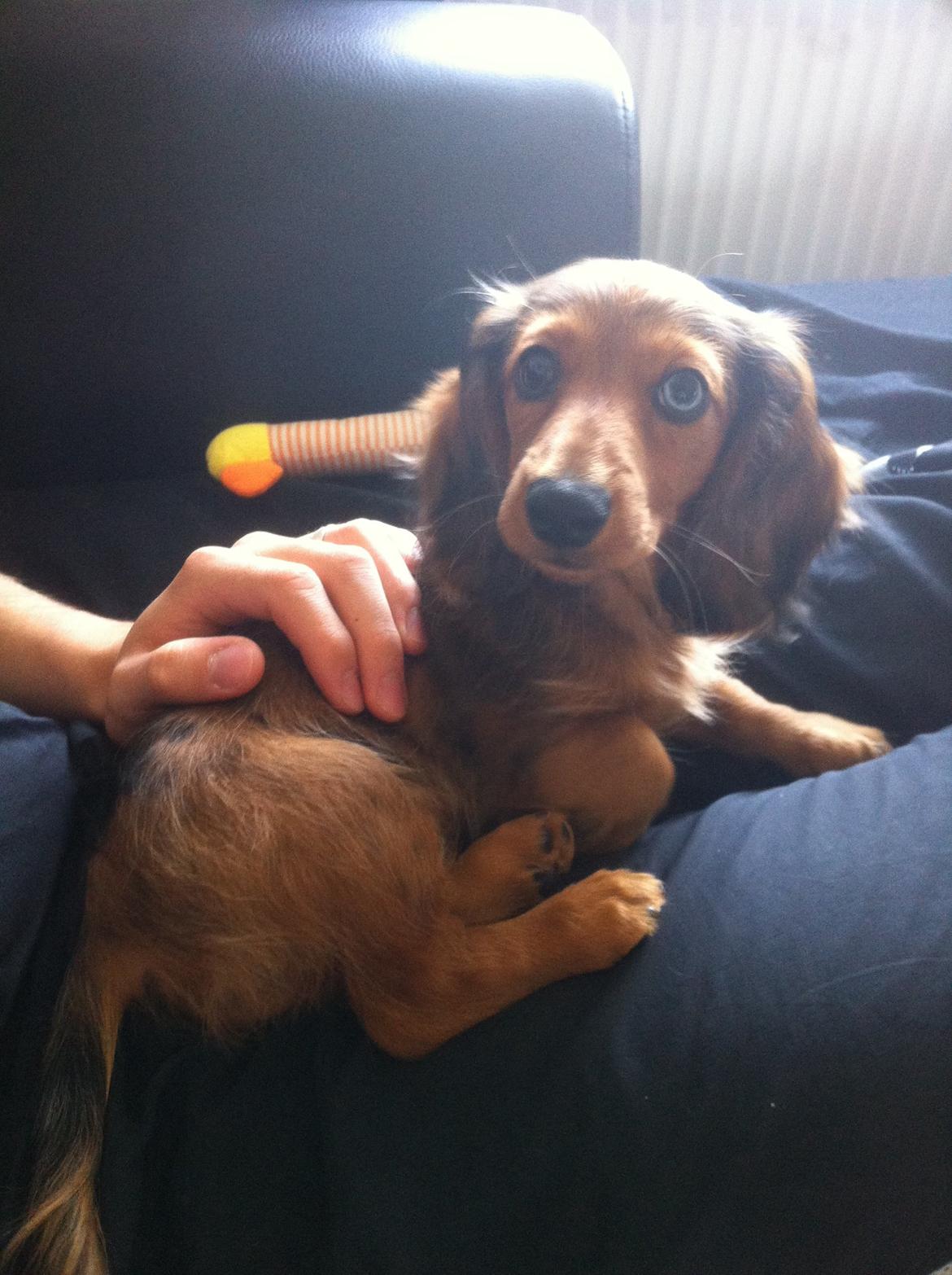 Gravhund Cosmo <3 billede 22