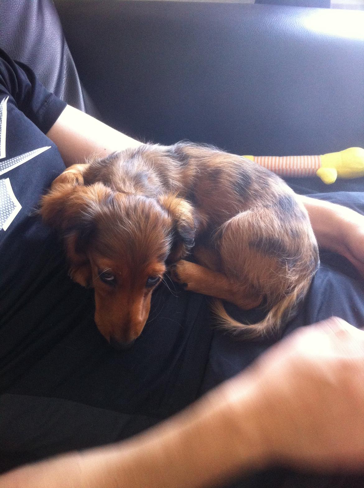 Gravhund Cosmo <3 billede 23