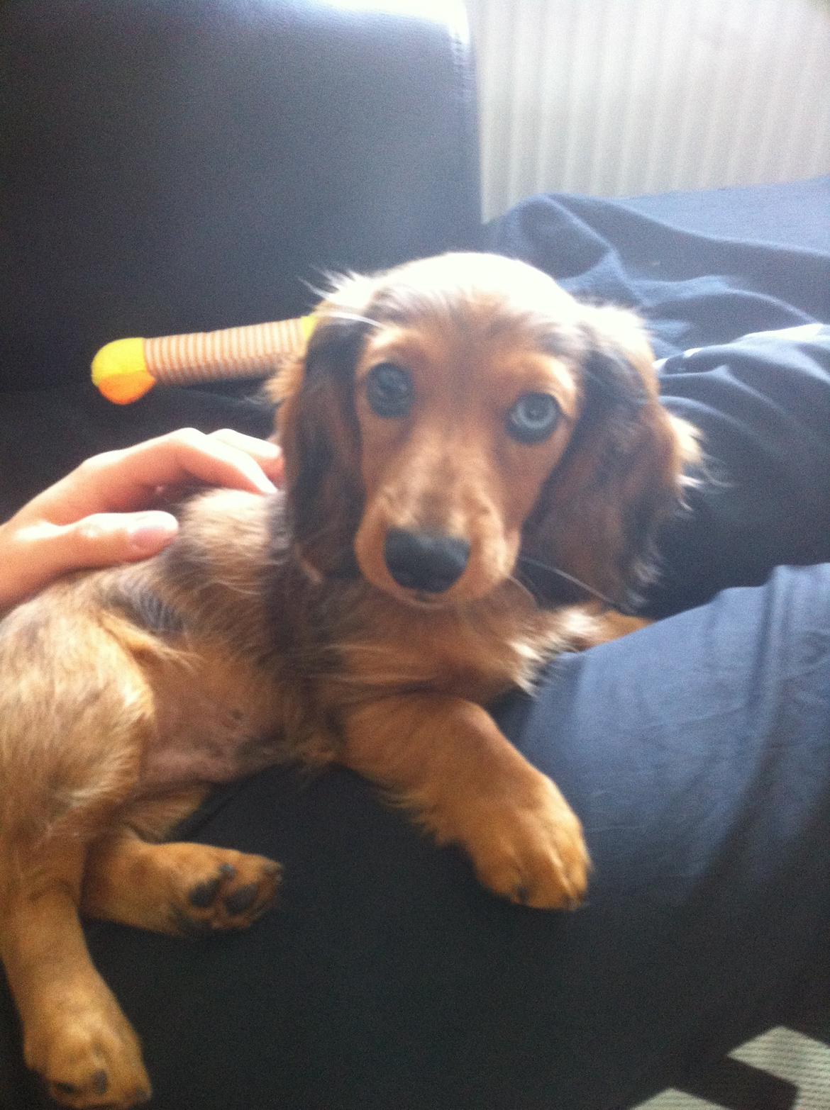 Gravhund Cosmo <3 billede 21