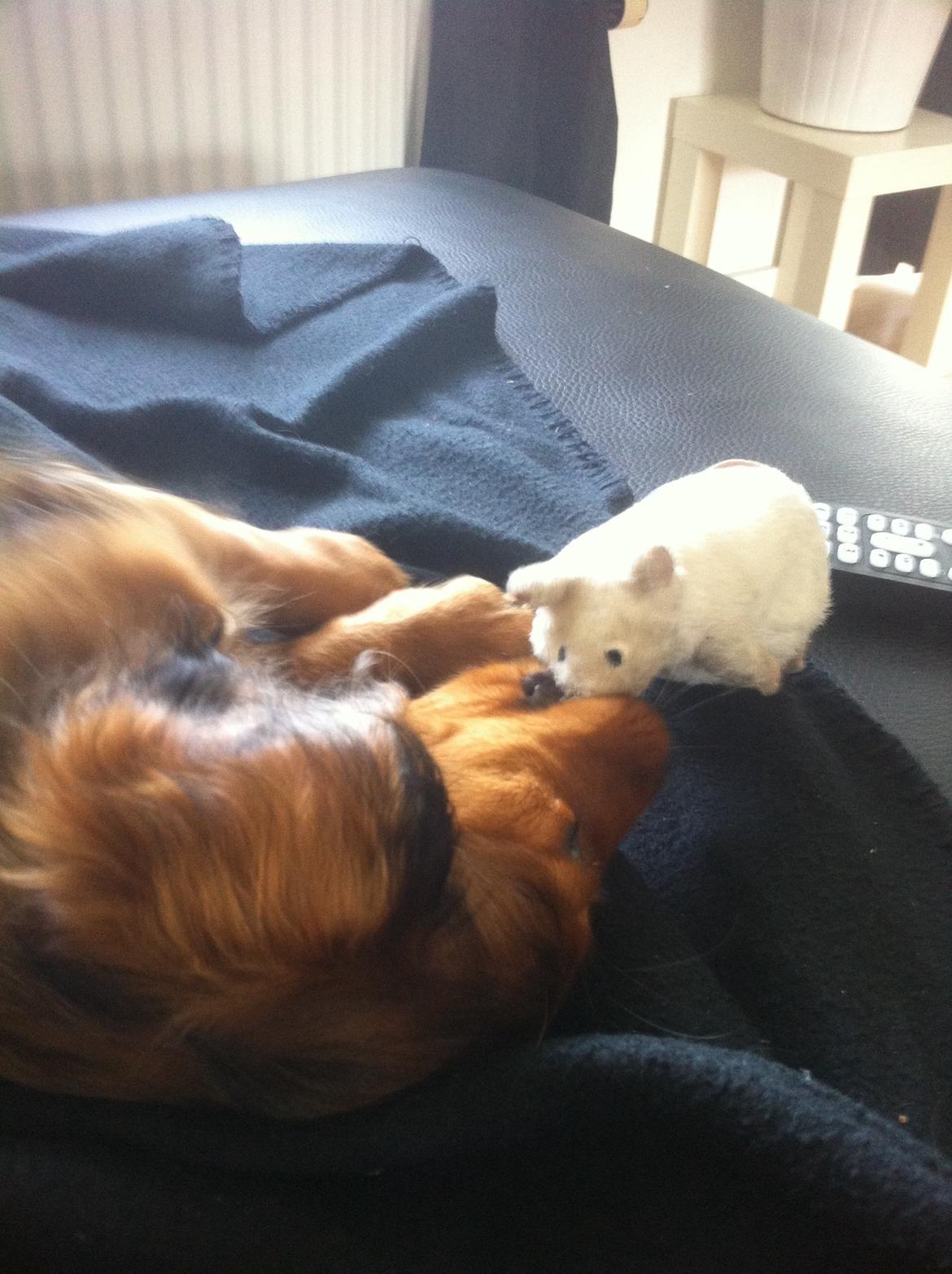 Gravhund Cosmo <3 billede 24