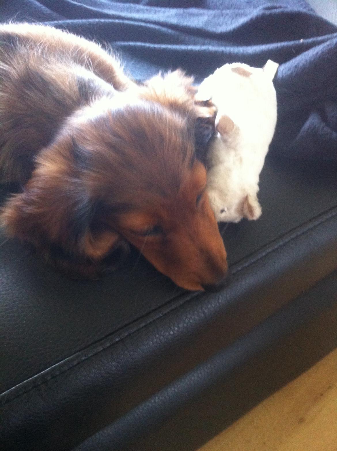 Gravhund Cosmo <3 billede 26