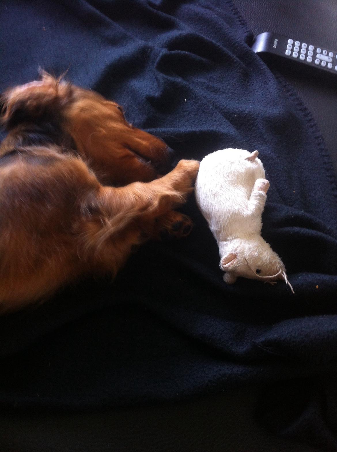 Gravhund Cosmo <3 billede 25