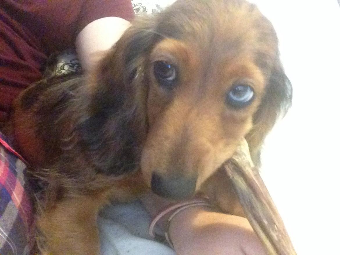 Gravhund Cosmo <3 billede 27