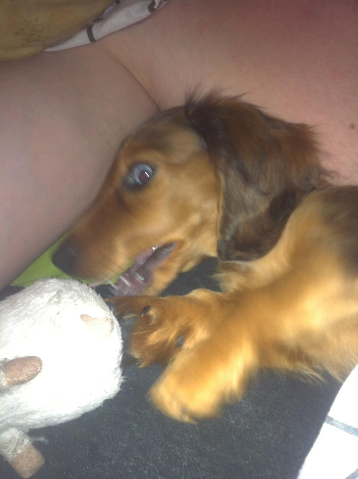 Gravhund Cosmo <3 billede 29