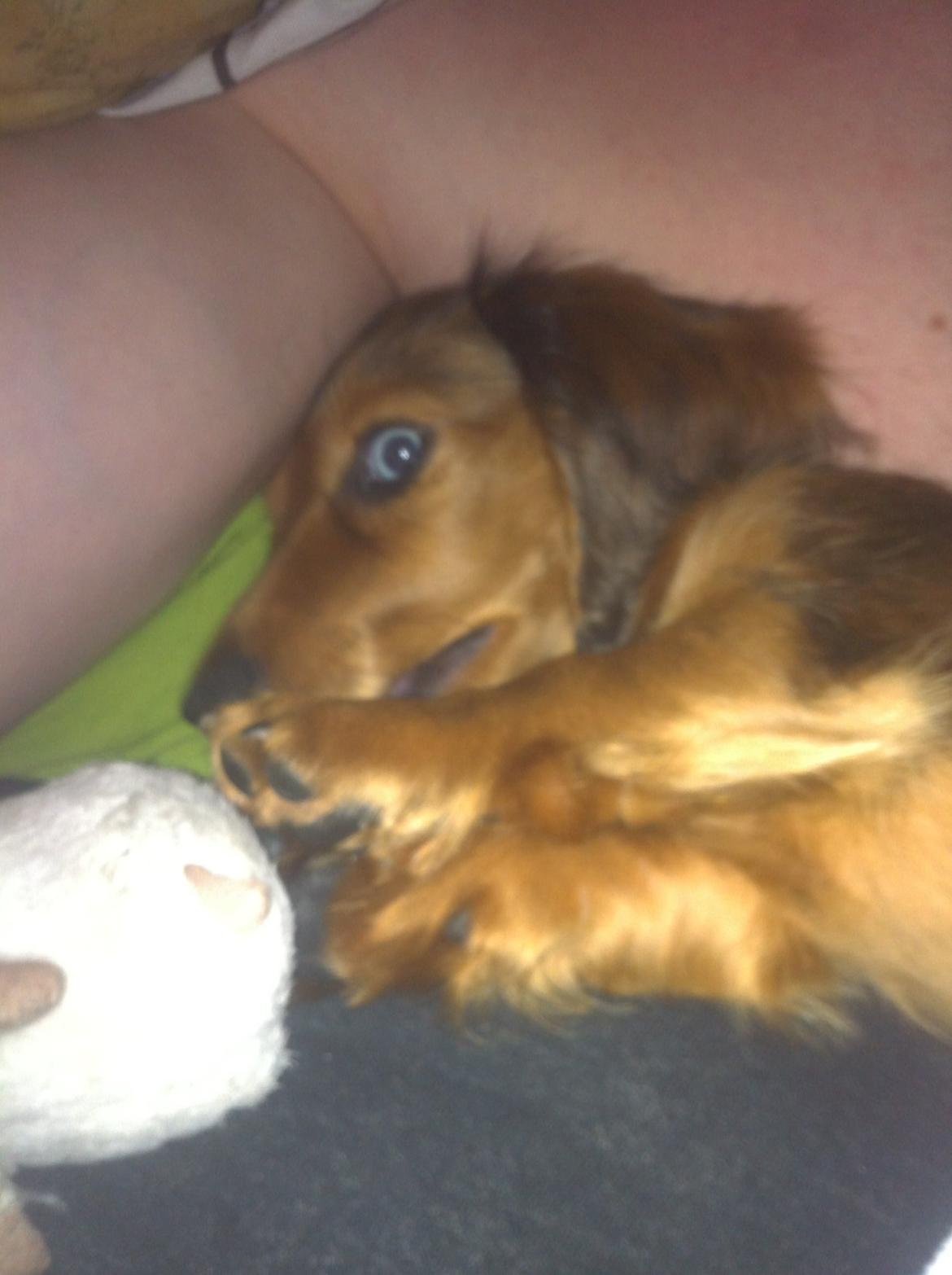 Gravhund Cosmo <3 billede 28