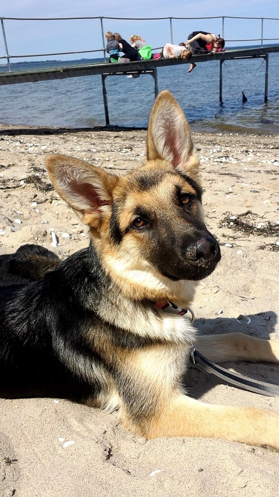 Schæferhund cookie billede 1