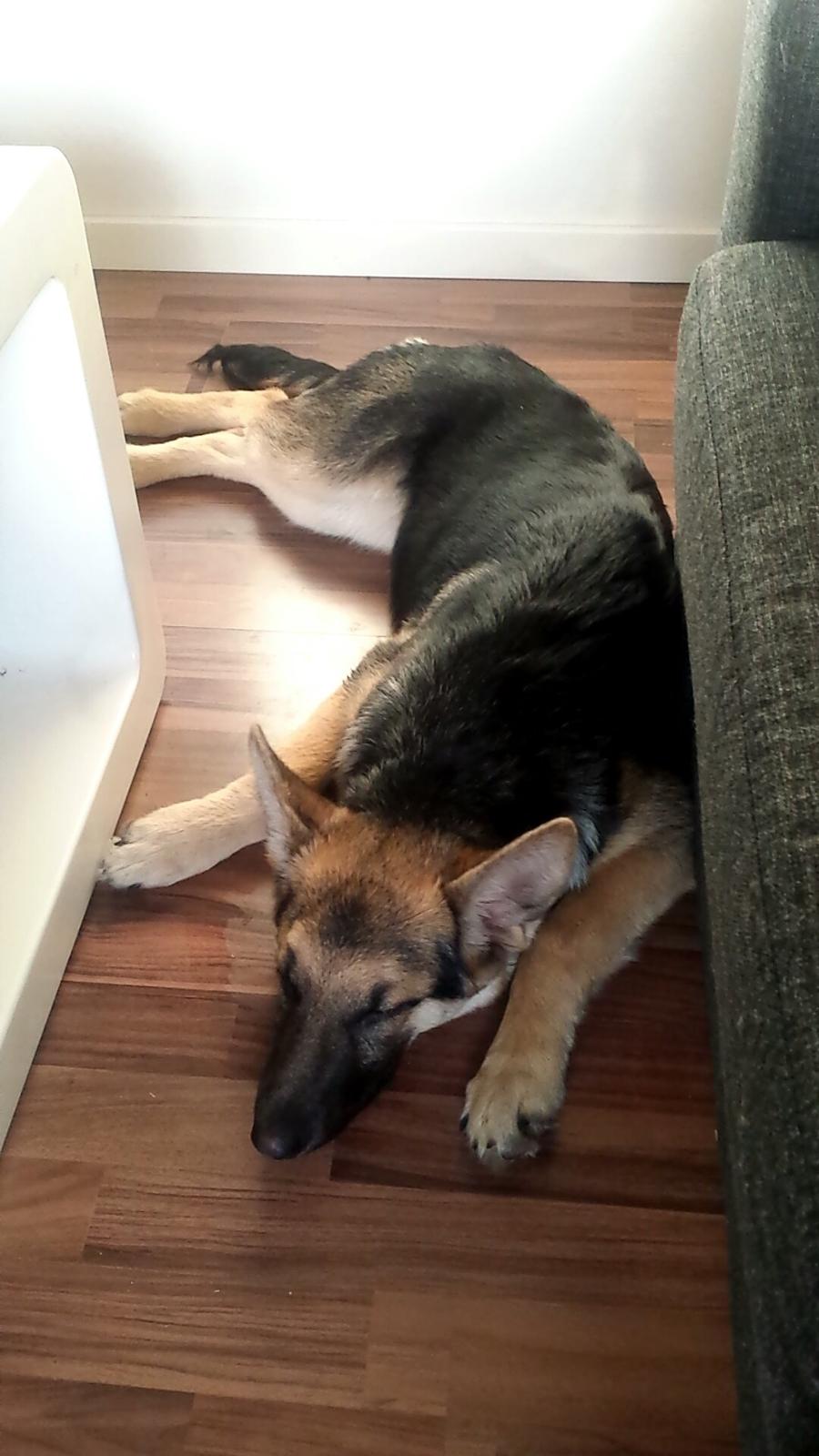 Schæferhund cookie billede 2