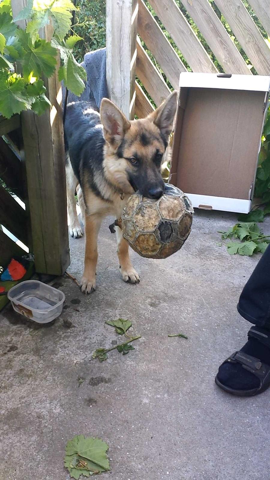 Schæferhund cookie billede 3