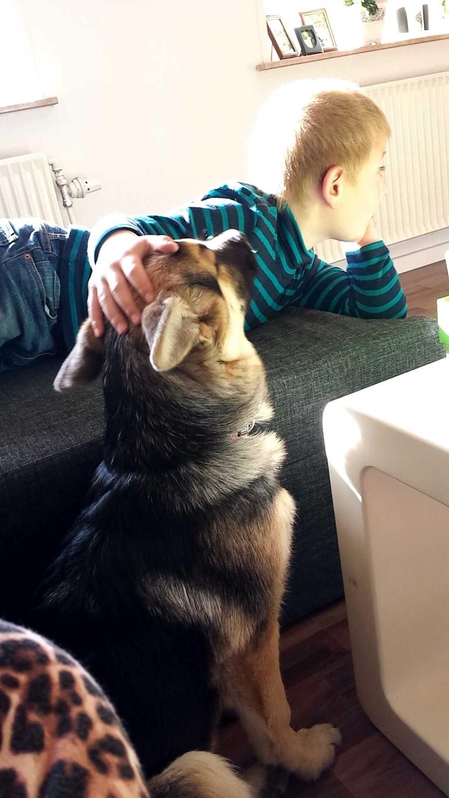 Schæferhund cookie billede 4