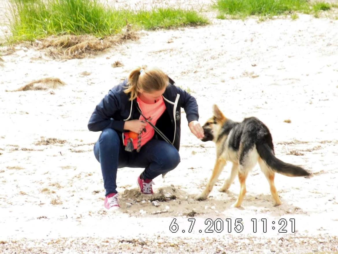 Schæferhund cookie billede 5