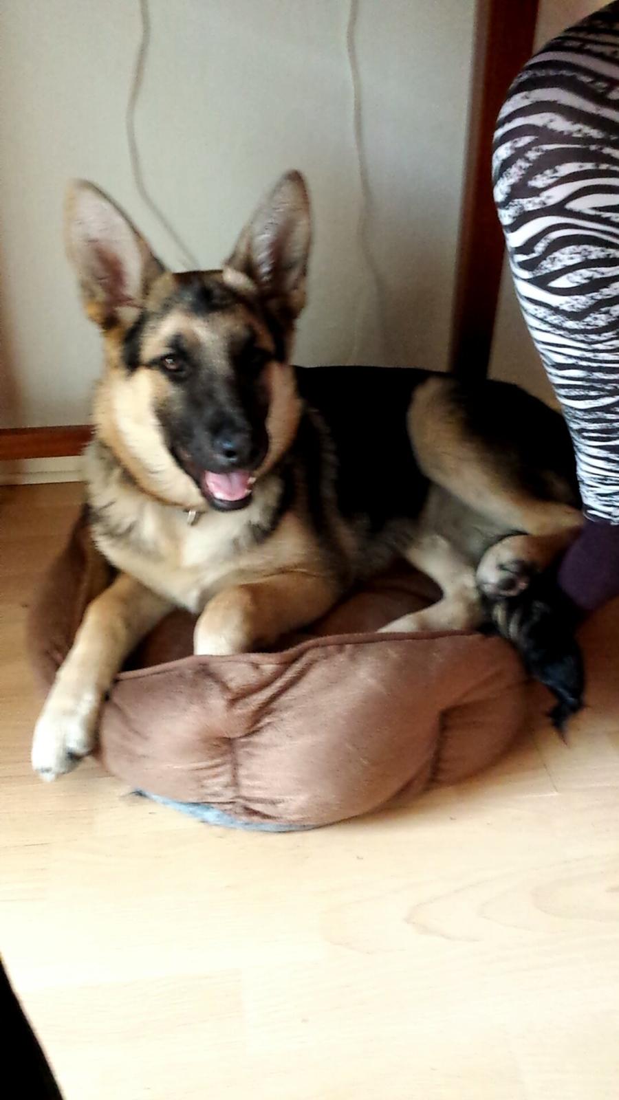 Schæferhund cookie billede 6