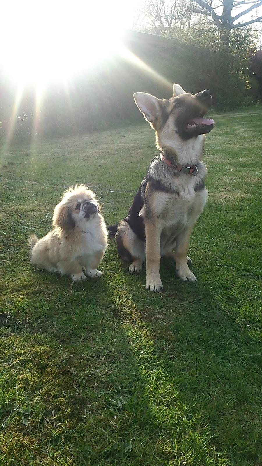 Schæferhund cookie billede 7