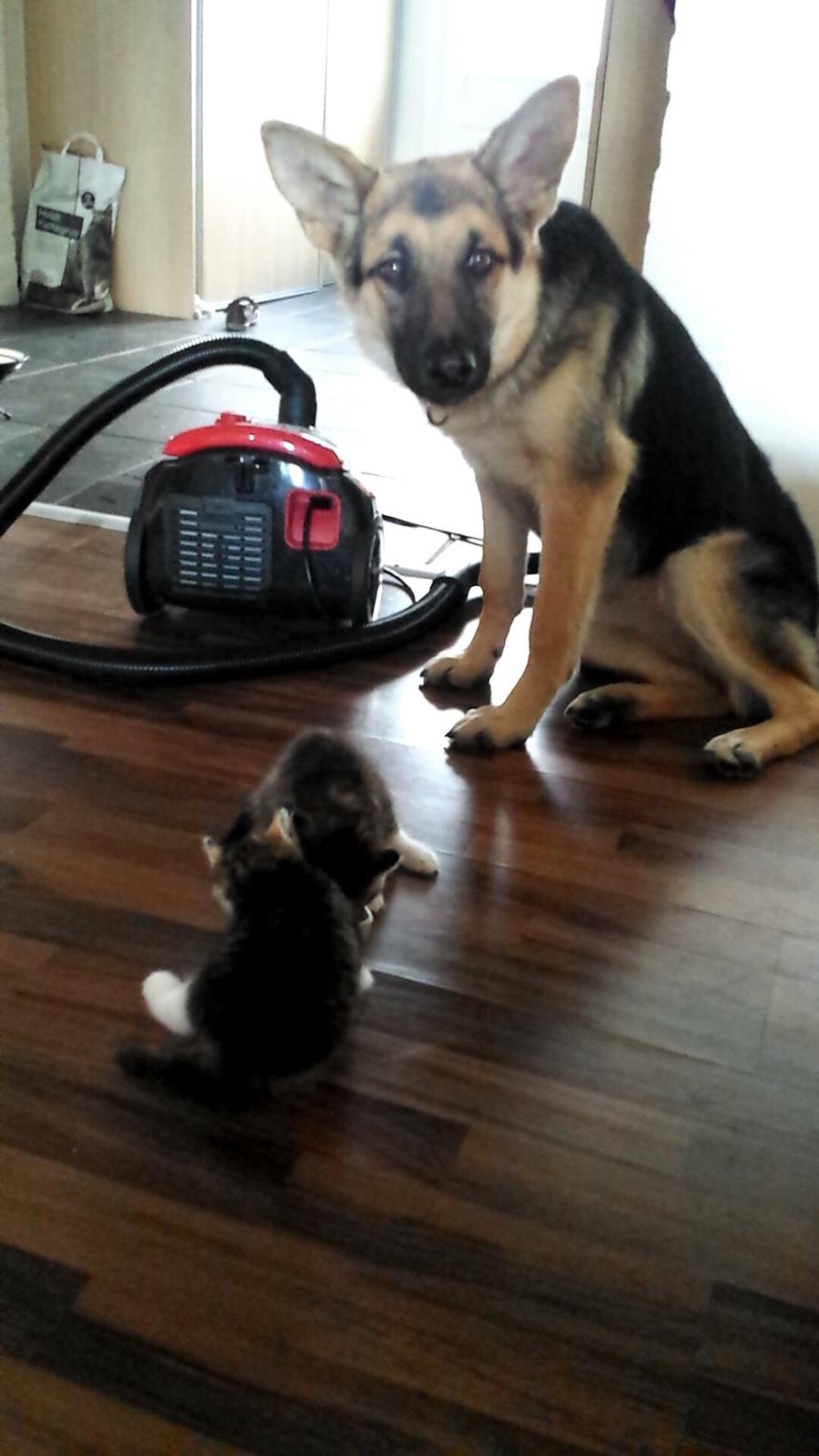 Schæferhund cookie billede 8