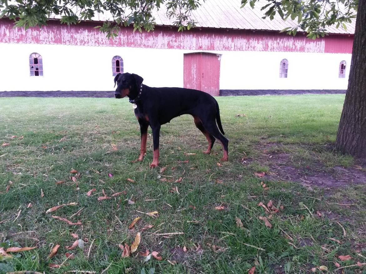 Dobermann Raphaels Fleur R.I.P <3 billede 7