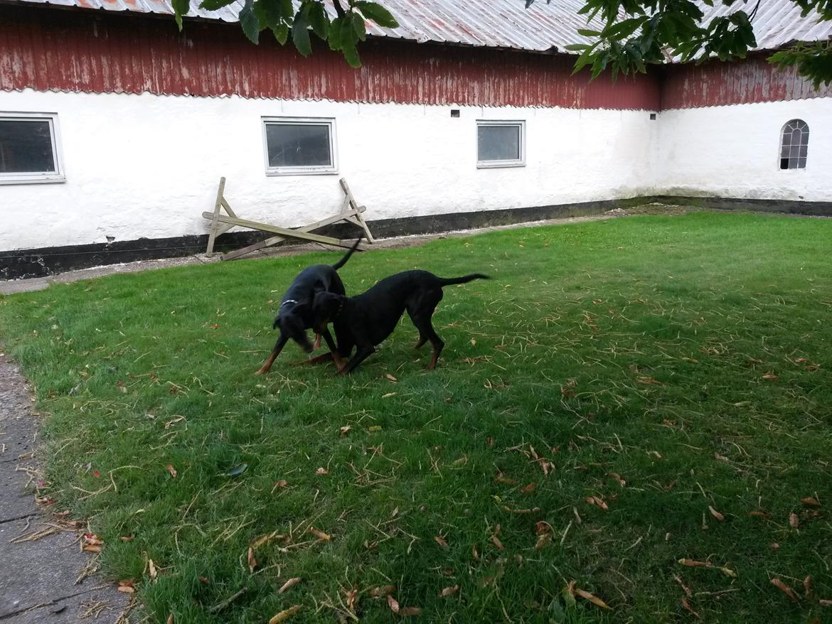 Dobermann Raphaels Fleur R.I.P <3 billede 8