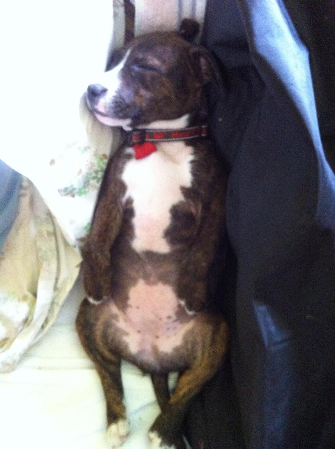 Staffordshire bull terrier Freja billede 7