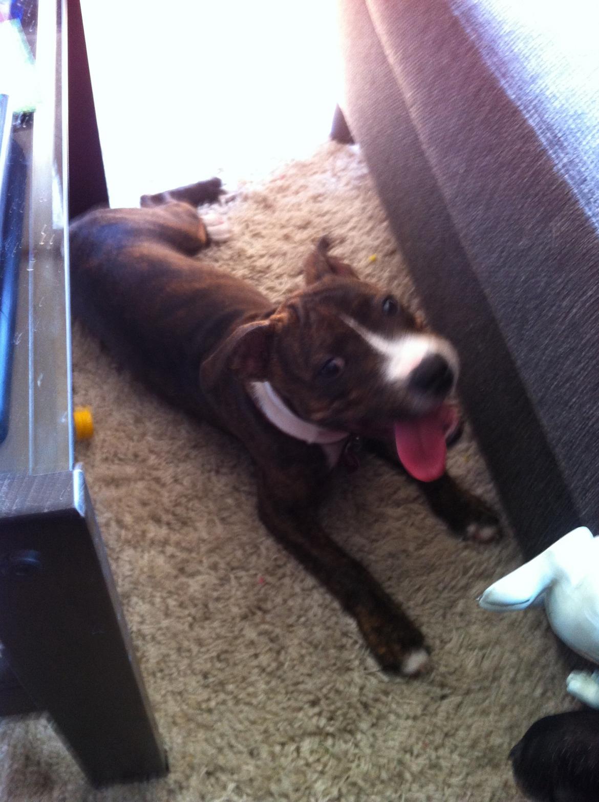 Staffordshire bull terrier Freja billede 9