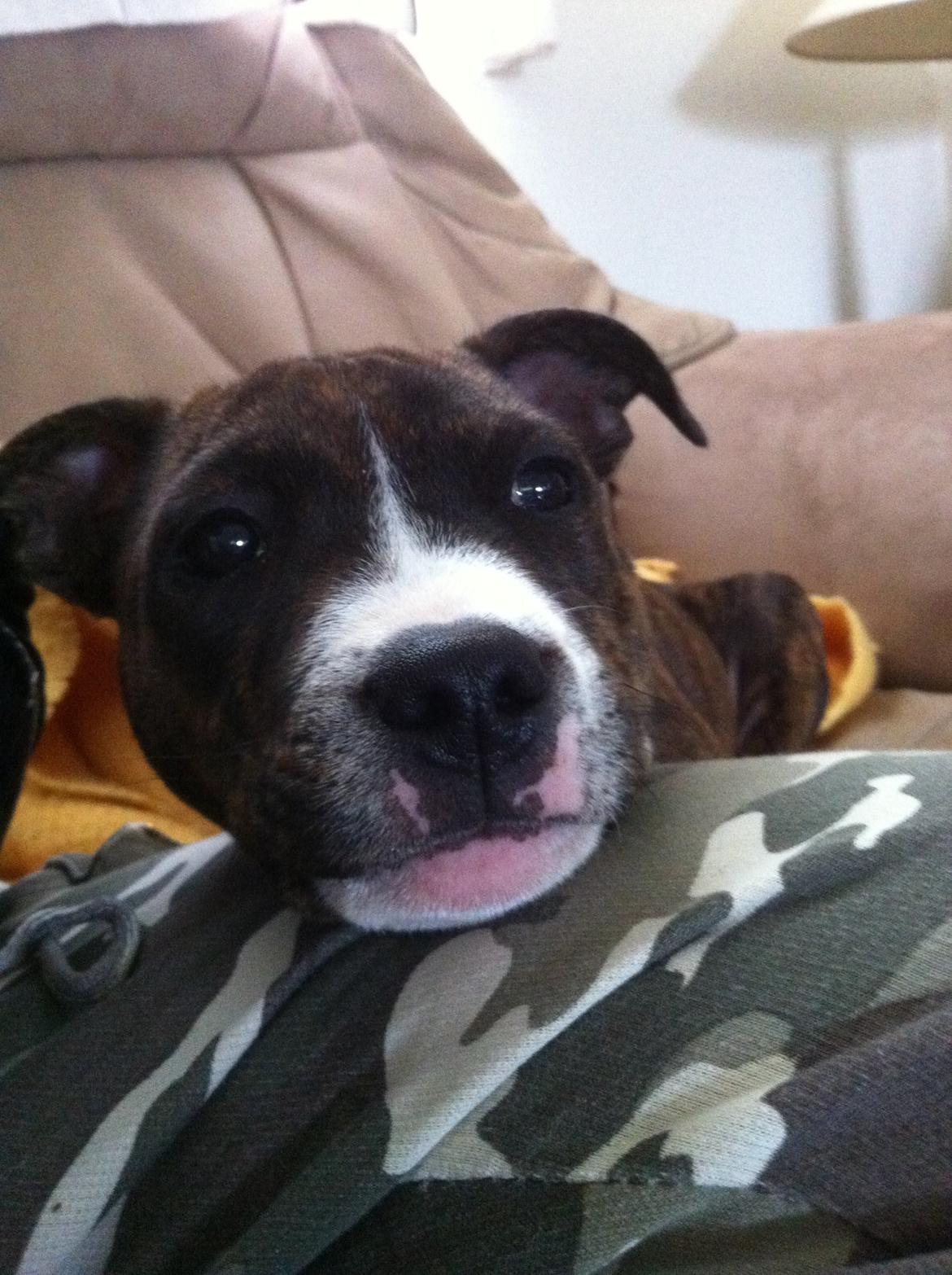 Staffordshire bull terrier Freja billede 8