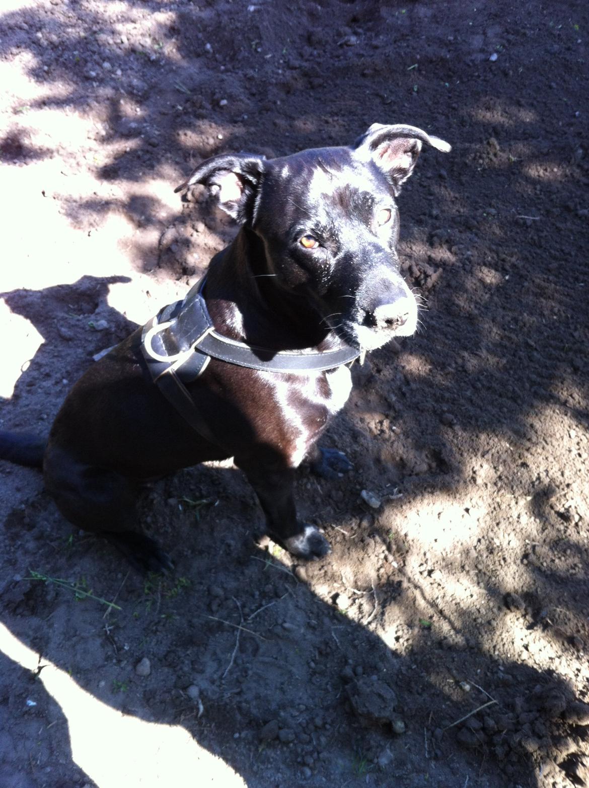 Blanding af racer Sponsi billede 22