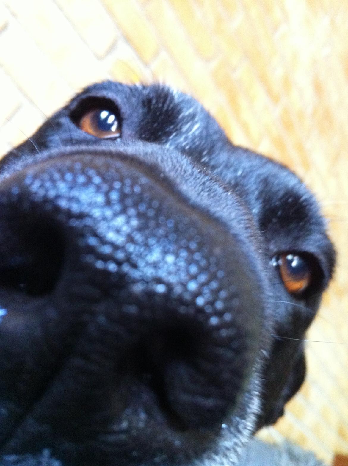 Blanding af racer Sponsi billede 23