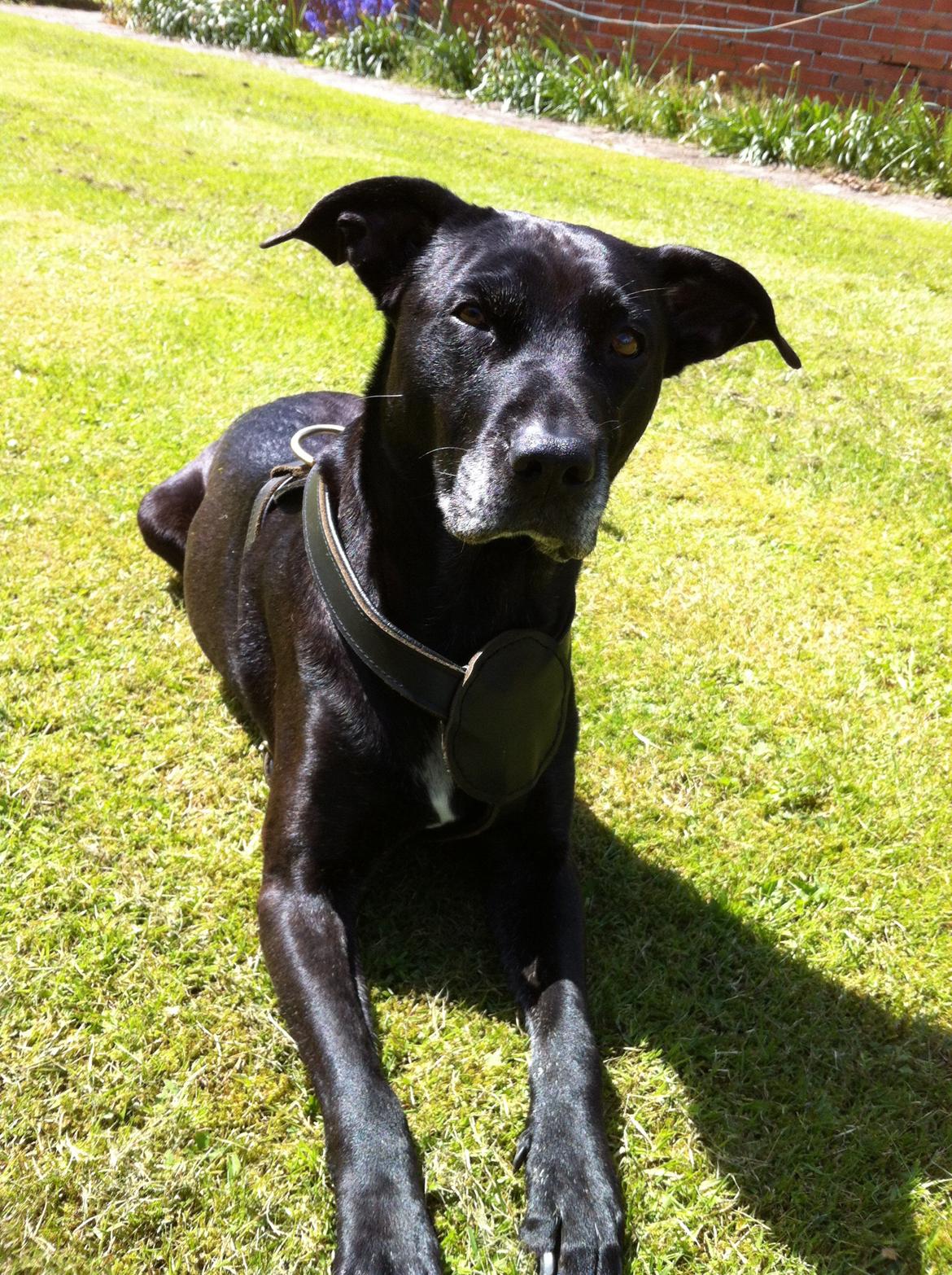 Blanding af racer Sponsi billede 21