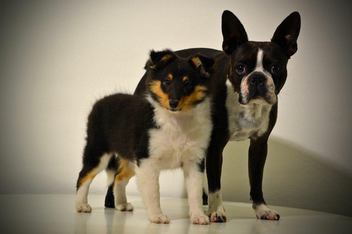 Shetland sheepdog Microgården's Zusie Q aka Esther billede 5