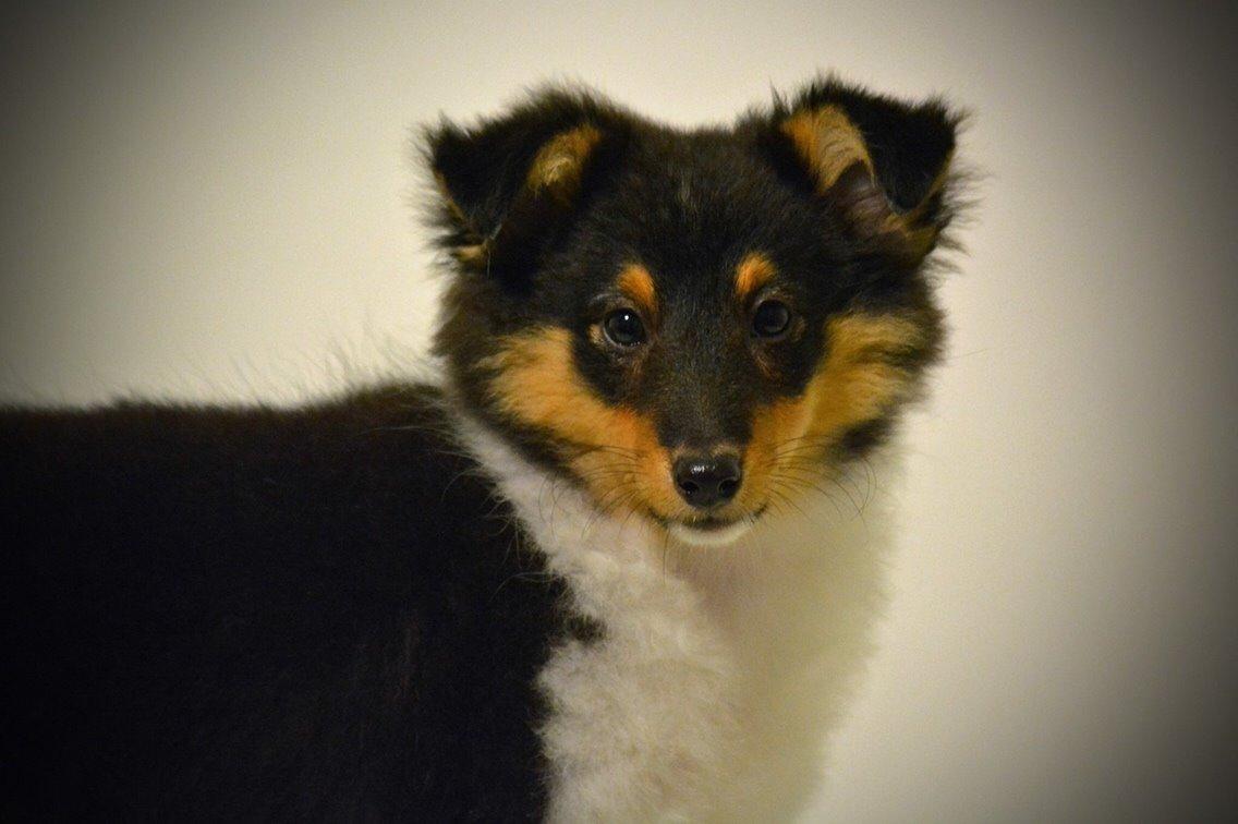 Shetland sheepdog Microgården's Zusie Q aka Esther billede 7