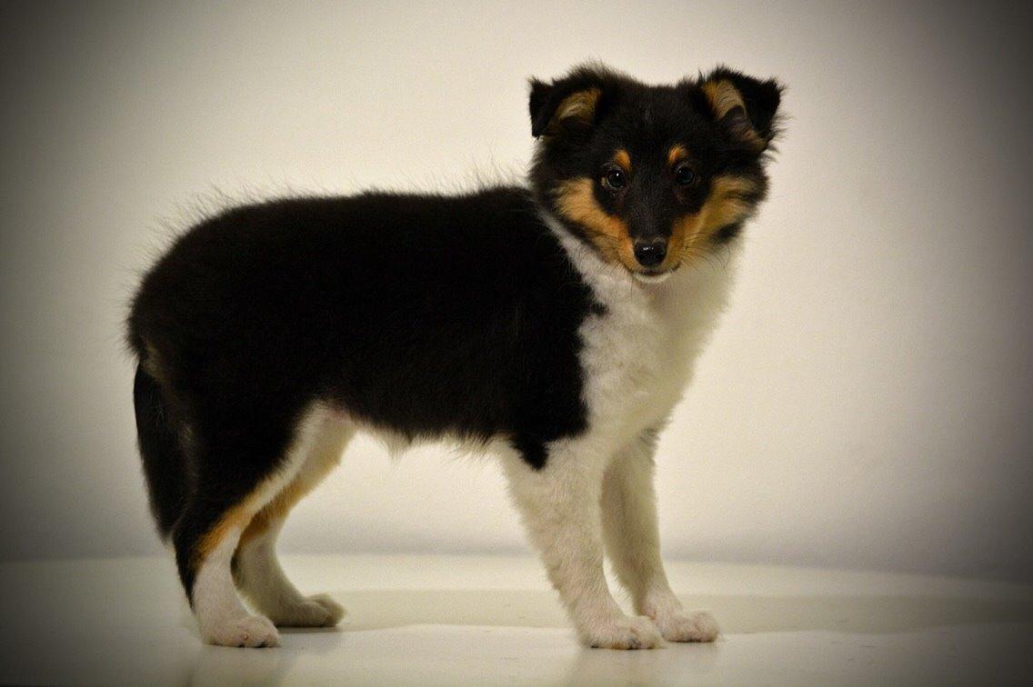 Shetland sheepdog Microgården's Zusie Q aka Esther billede 10