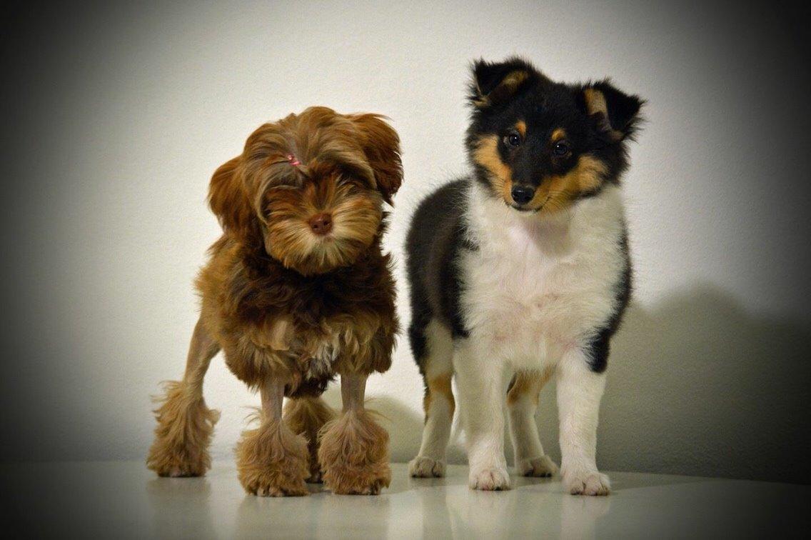 Shetland sheepdog Microgården's Zusie Q aka Esther - Gabie (16 uger) og Esther (11 uger) billede 8