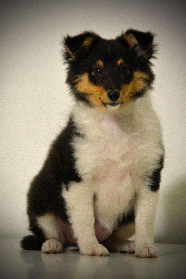 Shetland sheepdog Microgården's Zusie Q aka Esther - 11 Uger billede 4