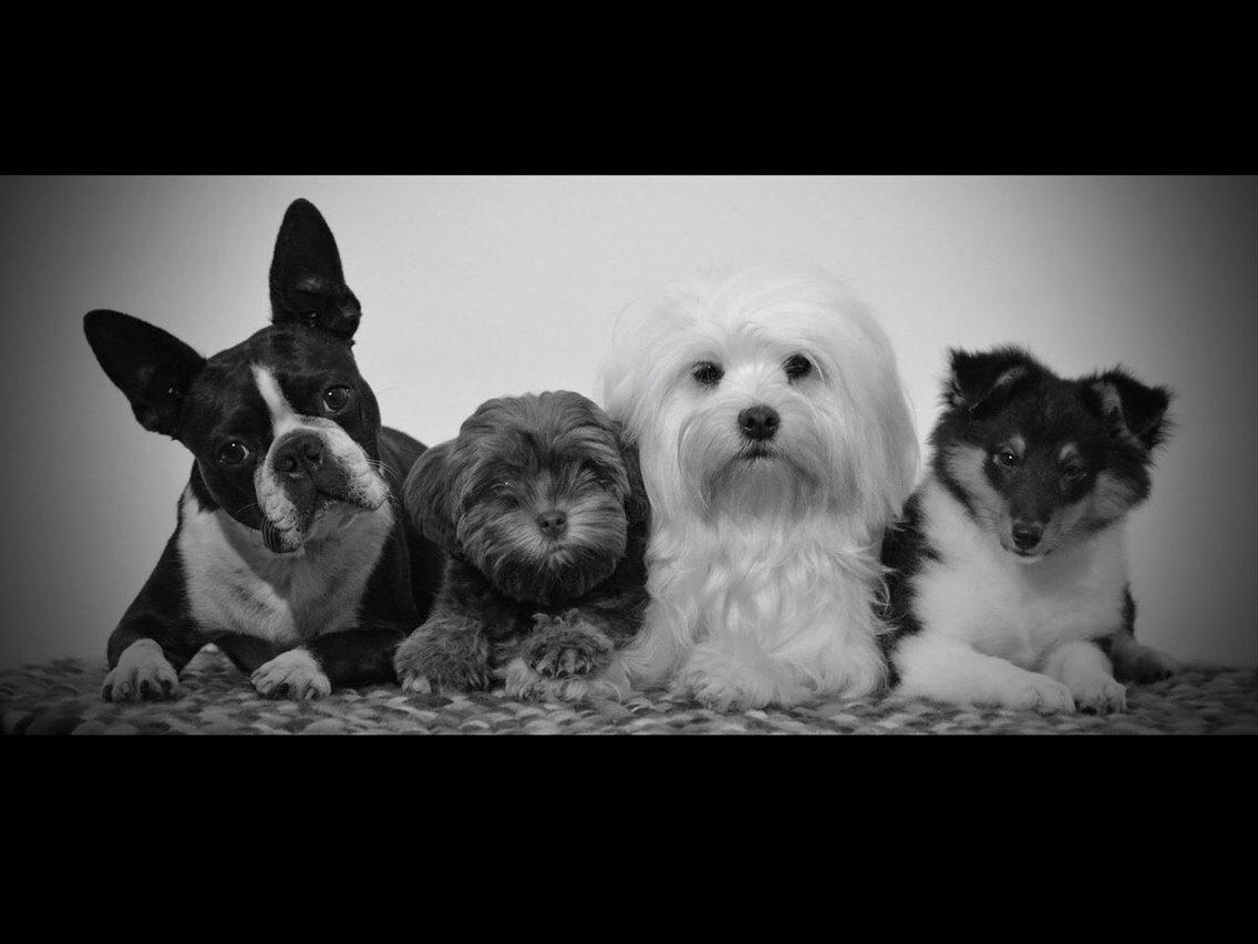 Shetland sheepdog Microgården's Zusie Q aka Esther - Manfred, Gabie, Ema og Esther billede 9