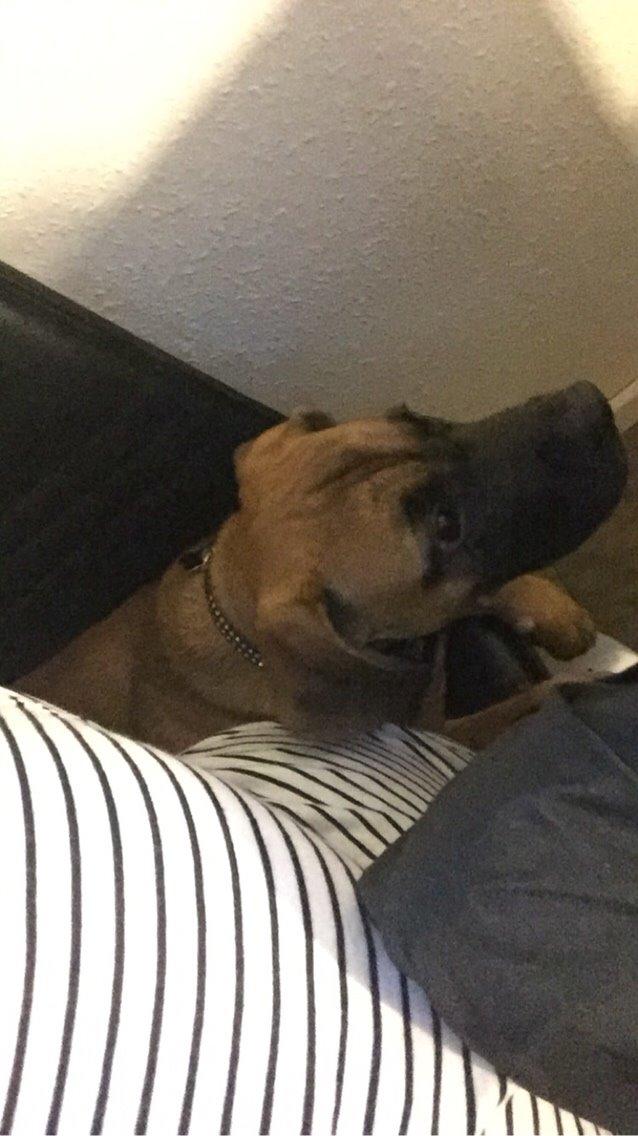 Blanding af racer King billede 1